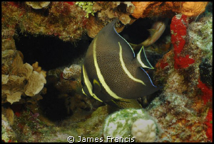 These beautiful fish are Gray Angels just before the adul... by James Francis 